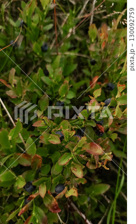 Wild blueberries growing in high tatras mountains, slovakia Wild blueberries growing in high tatras mountains, slovakia 130092759