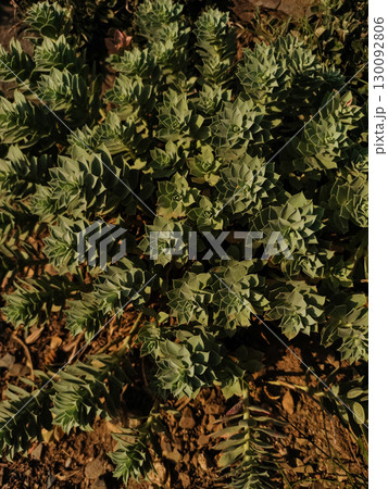 Myrtle spurge growing in pruhonice, czech republic 130092806