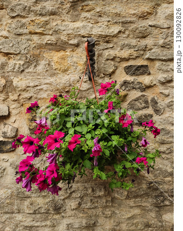 Hanging petunia flowers decorating a stone wall in kokorin, czechia Hanging petunia flowers decorating a stone wall in kokorin, czechia 130092826