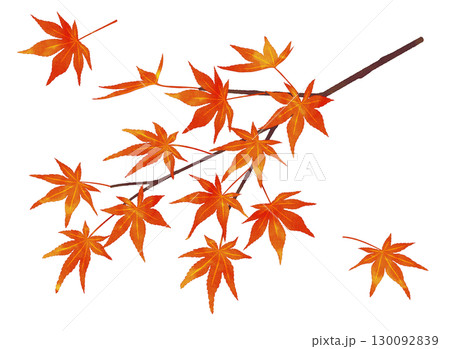 紅葉の枝　水彩風 130092839