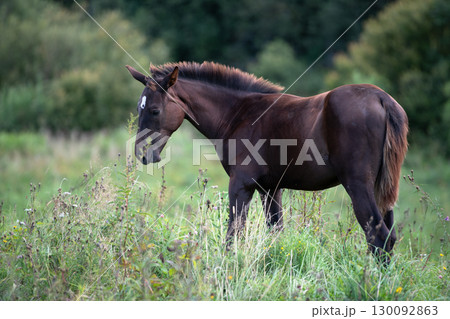 sportive dark chestnut foal grazing at pasture at cloudy summer day 130092863