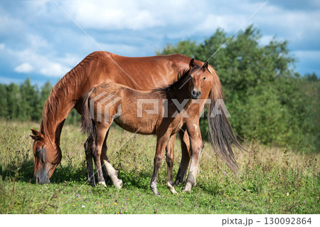 chestnut sportive foal posing at pasture with mom. cloudy summer day chestnut sportive foal posing at pasture with mom. cloudy summer day 130092864