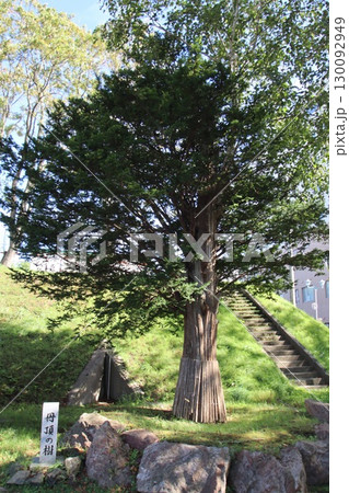 丹頂の樹 130092949