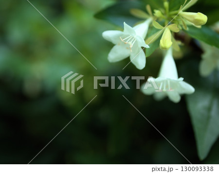 蒸し暑い曇天の6月に咲き始めた可憐なアベリアの花 130093338