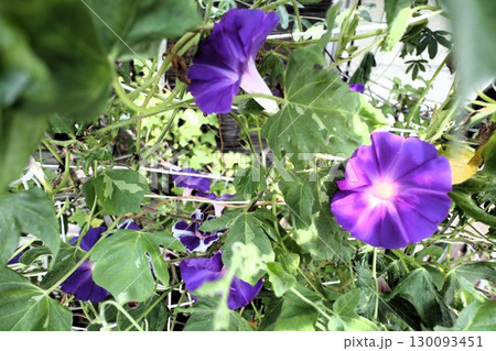 夏の庭の花「朝顔」あさがお：花壇の花：あさがお屋敷 130093451