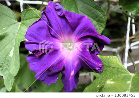 夏の庭の花「朝顔」あさがお:花壇の花:あさがお屋敷 夏の庭の花「朝顔」あさがお:花壇の花:あさがお屋敷 130093453