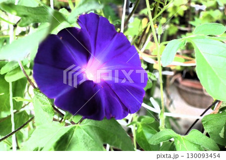 夏の庭の花「朝顔」あさがお:花壇の花:あさがお屋敷 夏の庭の花「朝顔」あさがお:花壇の花:あさがお屋敷 130093454