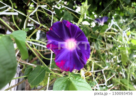 夏の庭の花「朝顔」あさがお:花壇の花:あさがお屋敷 夏の庭の花「朝顔」あさがお:花壇の花:あさがお屋敷 130093456