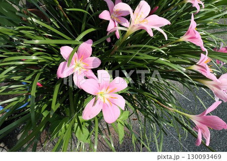 球根の花、サフランモドキ（ゼフィランサス）花壇の花 130093469