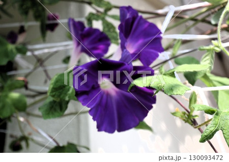 夏の庭の花「朝顔」あさがお：花壇の花：あさがお屋敷 130093472