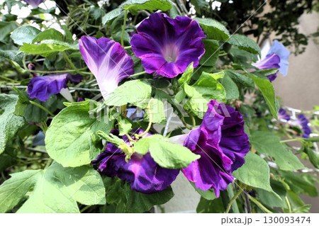 夏の庭の花「朝顔」あさがお:花壇の花:あさがお屋敷 夏の庭の花「朝顔」あさがお:花壇の花:あさがお屋敷 130093474