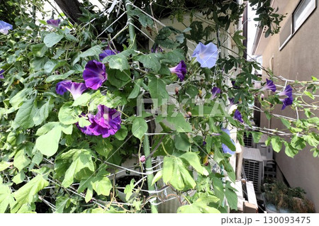 夏の庭の花「朝顔」あさがお：花壇の花：あさがお屋敷 130093475