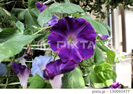 夏の庭の花「朝顔」あさがお:花壇の花:あさがお屋敷 夏の庭の花「朝顔」あさがお:花壇の花:あさがお屋敷 130093477