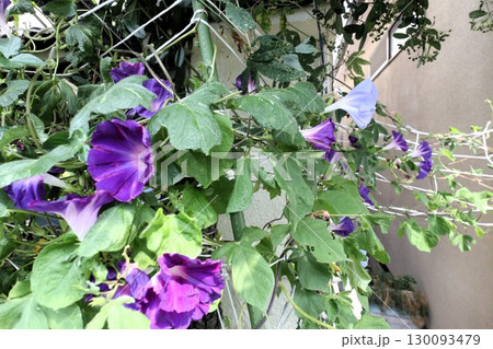 夏の庭の花「朝顔」あさがお：花壇の花：あさがお屋敷 130093479