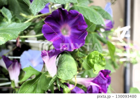 夏の庭の花「朝顔」あさがお:花壇の花:あさがお屋敷 夏の庭の花「朝顔」あさがお:花壇の花:あさがお屋敷 130093480
