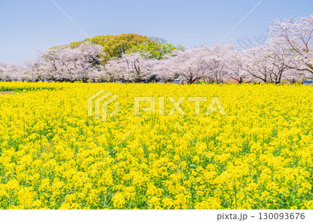 《宮崎県》西都原・満開の桜並木と菜の花畑 130093676