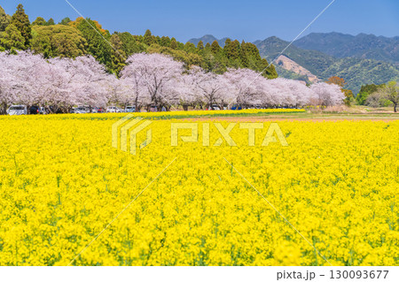 《宮崎県》西都原・満開の桜並木と菜の花畑 130093677