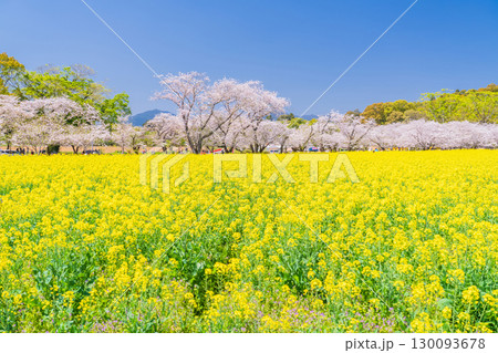 《宮崎県》西都原・満開の桜並木と菜の花畑 130093678