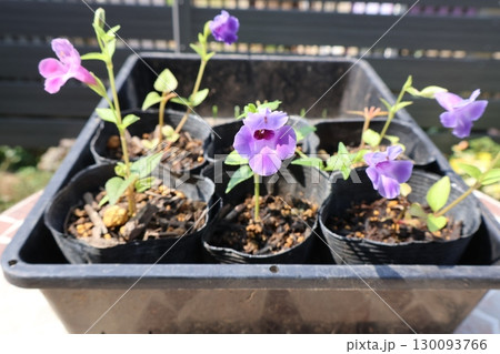 トレニアカタリーナの挿し芽成功 トレニアカタリーナの挿し芽成功 130093766