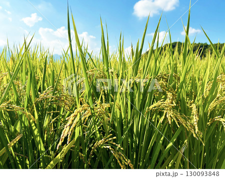 実った稲穂 実った稲穂 130093848