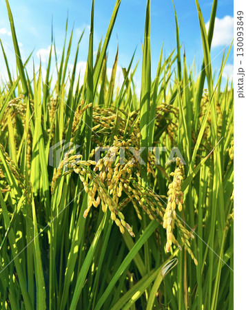 実った稲穂 130093849