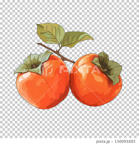 Persimmon illustration 130093885
