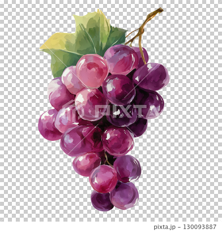 葡萄畫水彩插圖 葡萄畫水彩插圖 130093887