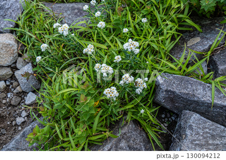 大山ユートピアコースの花々　登山道に咲くホソバノヤマハハコ2　鳥取県西伯郡大山町 130094212