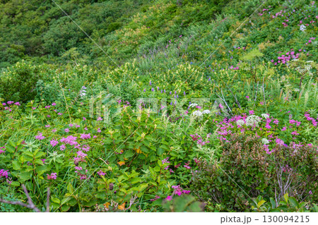 大山ユートピアコースの花々　斜面のお花畑　鳥取県西伯郡大山町 130094215
