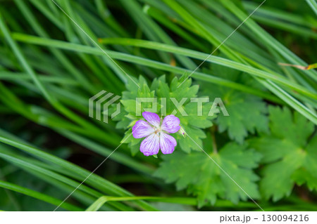 大山ユートピアコースの花々　イヨフウロ　鳥取県西伯郡大山町 130094216