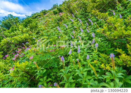 大山ユートピアコースの花々　斜面を彩るお花畑2　鳥取県西伯郡大山町 130094220