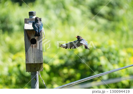 ブッポウソウ:巣立ちを促す親鳥、まだ準備ができていない幼鳥15 ブッポウソウ:巣立ちを促す親鳥、まだ準備ができていない幼鳥15 130094419