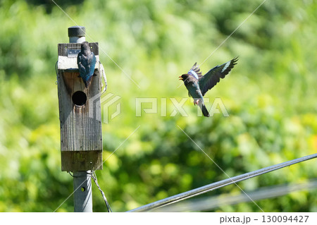 ブッポウソウ:巣立ちを促す親鳥、まだ準備ができていない幼鳥16 ブッポウソウ:巣立ちを促す親鳥、まだ準備ができていない幼鳥16 130094427