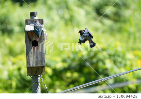 ブッポウソウ:巣立ちを促す親鳥、まだ準備ができていない幼鳥17 ブッポウソウ:巣立ちを促す親鳥、まだ準備ができていない幼鳥17 130094428