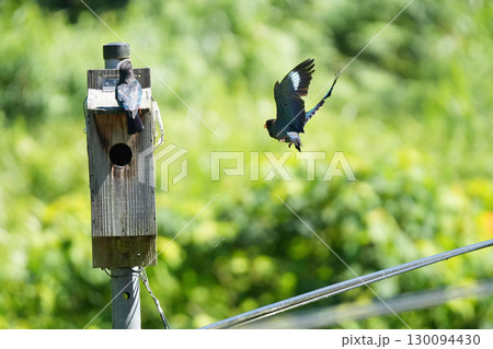 ブッポウソウ:巣立ちを促す親鳥、まだ準備ができていない幼鳥19 ブッポウソウ:巣立ちを促す親鳥、まだ準備ができていない幼鳥19 130094430