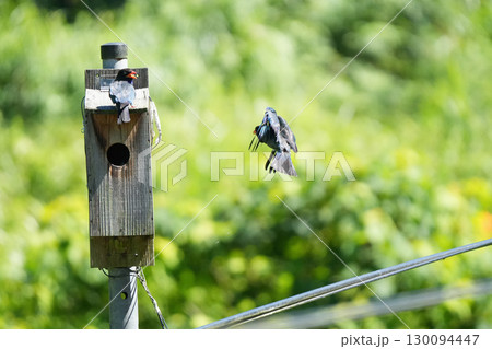 ブッポウソウ：巣立ちを促す親鳥、まだ準備ができていない幼鳥20 130094447