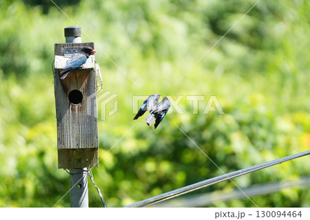 ブッポウソウ：巣立ちを促す親鳥、まだ準備ができていない幼鳥21 130094464