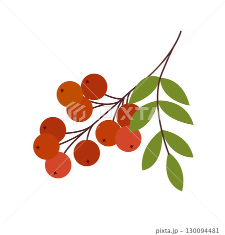 Rowan berry branch isolated on white background Rowan berry branch isolated on white background 130094481