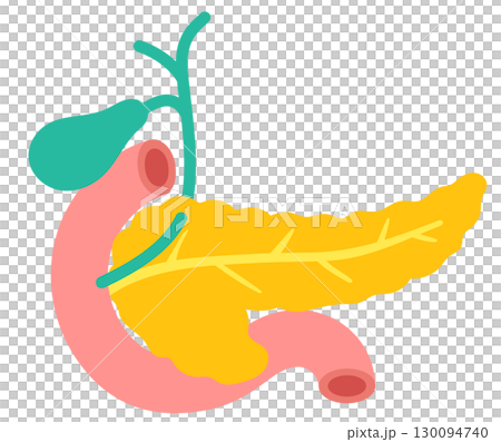 胰臟、膽囊、十二指腸、器官結構 胰臟、膽囊、十二指腸、器官結構 130094740