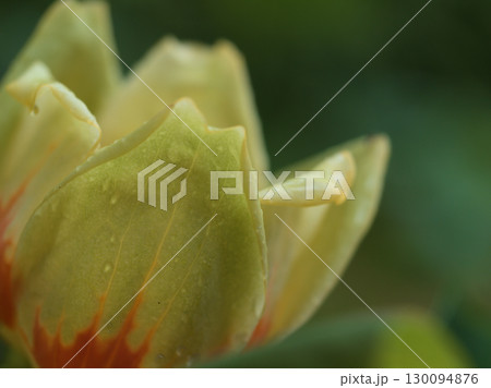 5月に咲いた可愛らしいユリノキの木の花 130094876