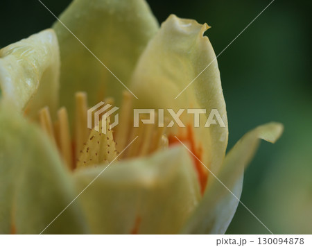 5月に咲いた可愛らしいユリノキの木の花 130094878