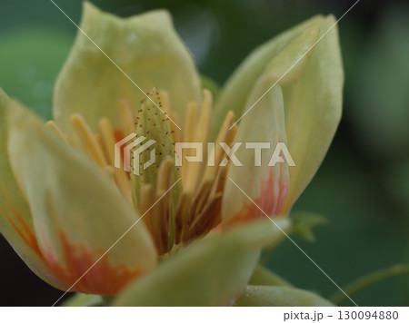 5月に咲いた可愛らしいユリノキの木の花 5月に咲いた可愛らしいユリノキの木の花 130094880