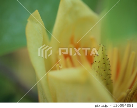 5月に咲いた可愛らしいユリノキの木の花 130094881