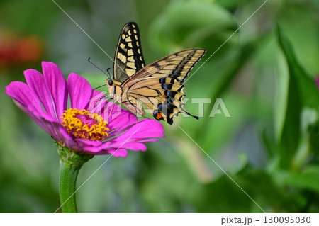 キアゲハ 130095030