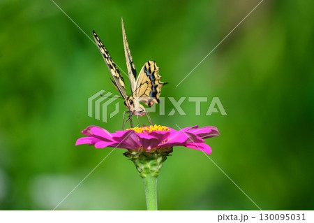 キアゲハ キアゲハ 130095031