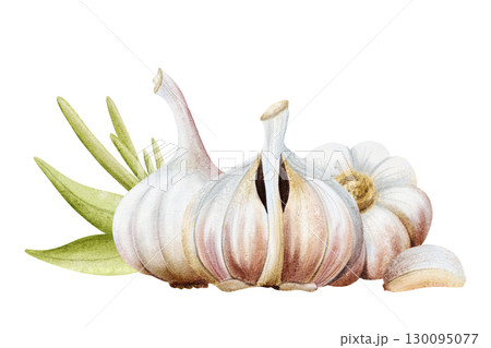 Watercolor garlic with leaves and cloves horizontal illustration isolated on white with dry bulbs and plant stem. Hand drawn botanical vegetable clip art for folk medicine and Italian food designs 130095077