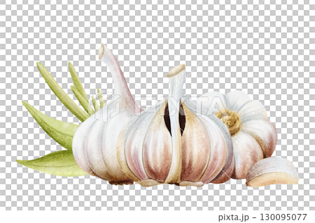 Watercolor garlic with leaves and cloves horizontal illustration isolated on white with dry bulbs and plant stem. Hand drawn botanical vegetable clip art for folk medicine and Italian food designs 130095077