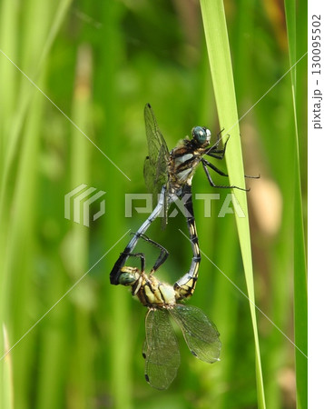 ガマの穂の葉で休む「シオカラトンボ」のペア 130095502