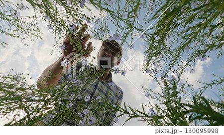 A farmer inspects a plant in a flowering flax field A farmer inspects a plant in a flowering flax field 130095998