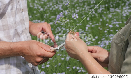 Farmers work with digital tablet in a blossoming flax field, closeup hands 130096005